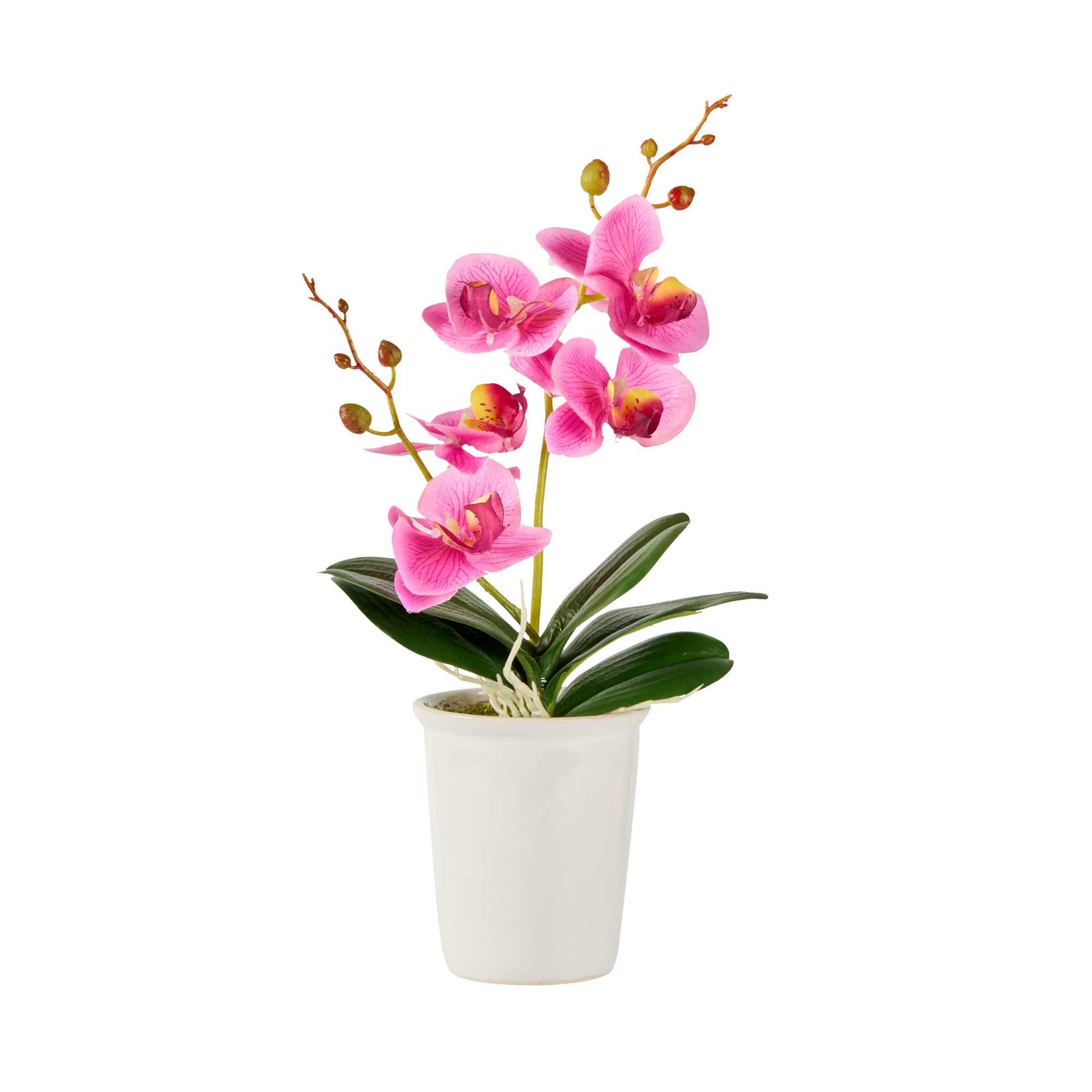 Fiore Purple Plastic Orchid in Porcelain Pot - 5 Blooms - 4" x 4" x 14" - 1 count box