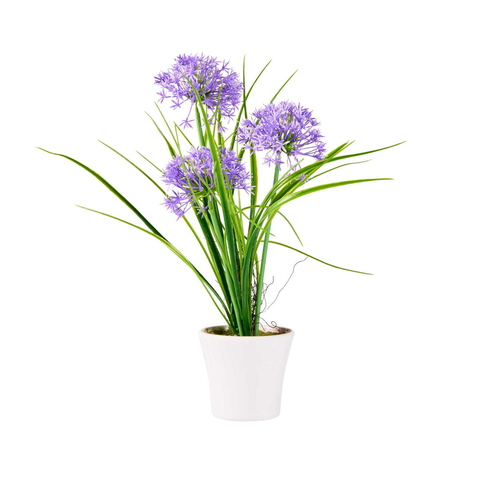 Fiore Violet Plastic Violet Allium in Plastic Pot - 4" x 4" x 14" - 1 count box