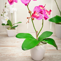 Fiore Magenta Plastic Moth Orchid in Plastic Pot - 8 Blooms - 4