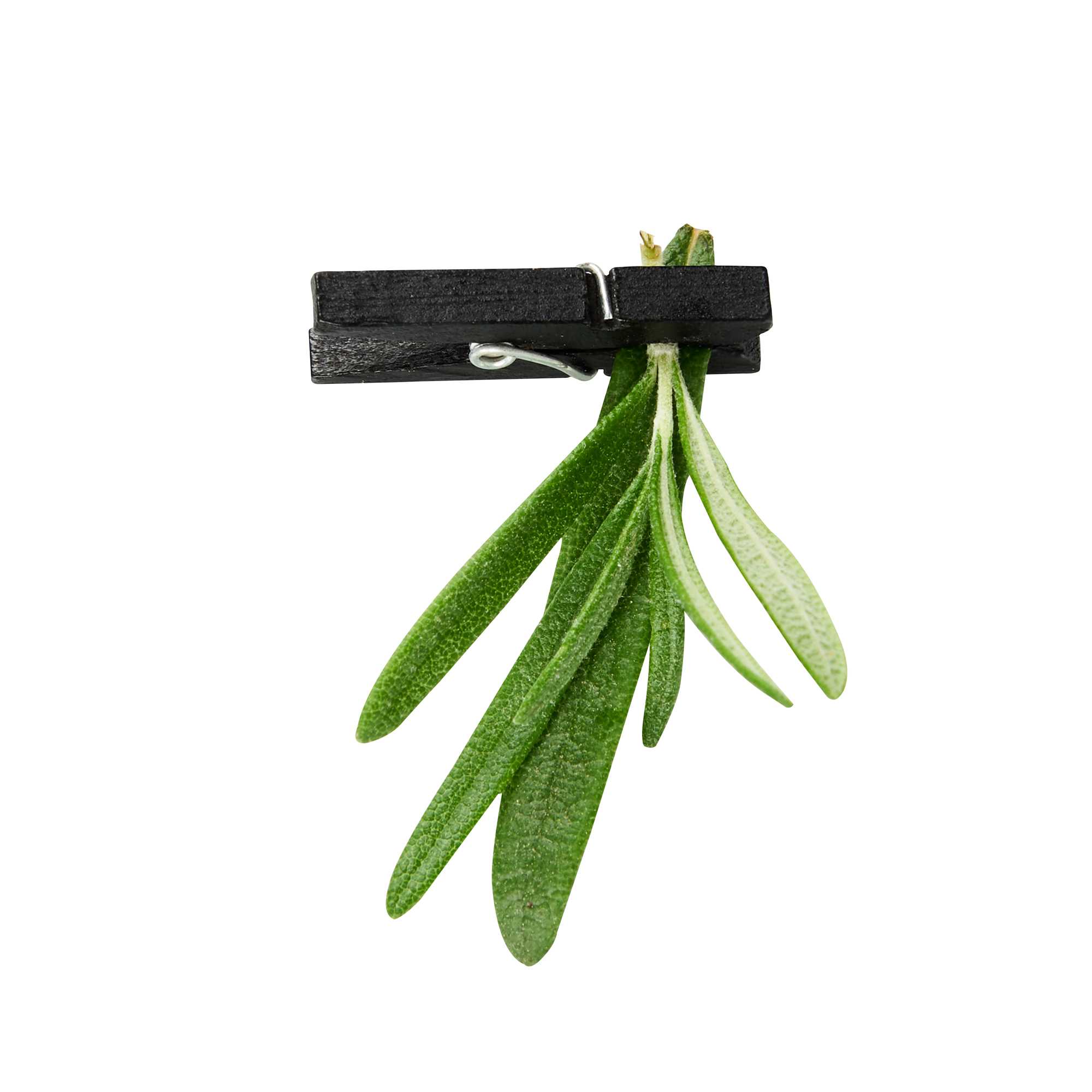 Bambuddha Black Bamboo Mini Clothespin - 1 1/4" x 1/4" x 1/4" - 50 count box