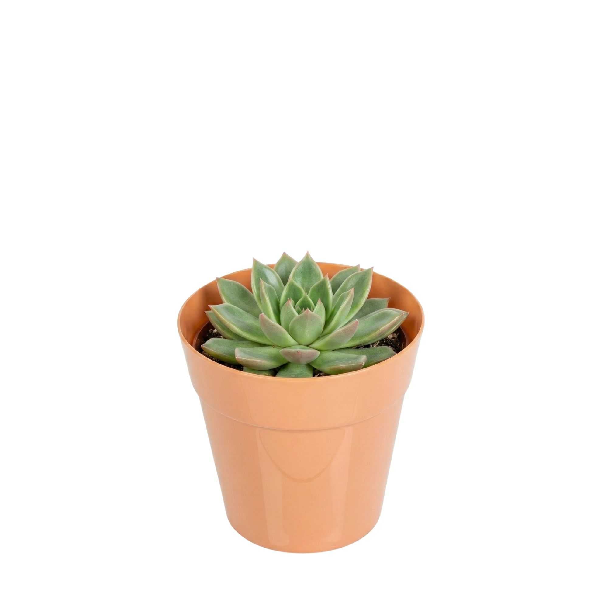 succulent terracotta pots 4 oz Round Terracotta Plastic Mini Flower Pot - 2 1/2 inch x 2 1/2 inch x 2 1/2 inch
