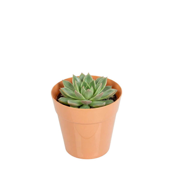 Mini Serve 4 oz Round Terracotta Plastic Mini Flower Pot - 2 1/2