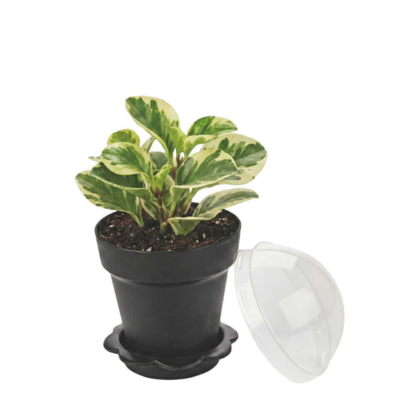 plastic plant cups Mini Serve 6 oz Black Plastic Mini Flower Pot Cup - with Lid - 3" x 3" x 3"
